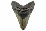 Huge, Fossil Megalodon Tooth - North Carolina #261104-1